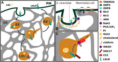 Low-Density Lipoprotein Internalization, Degradation and Receptor Recycling Along Membrane Contact Sites